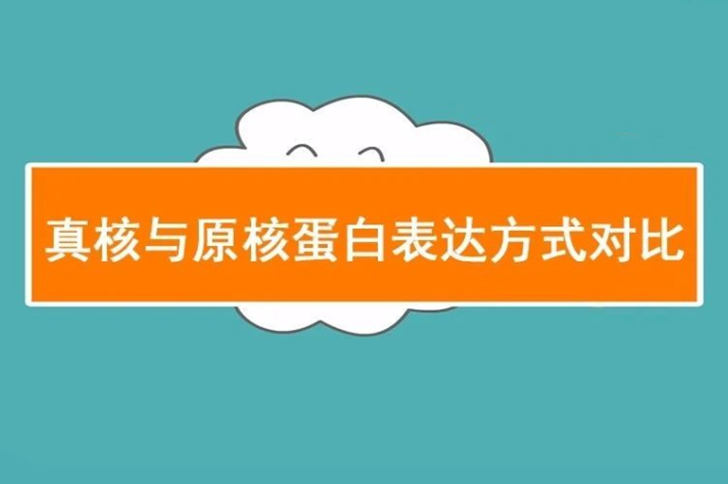【知识点】真核与原核蛋白表达方式对比