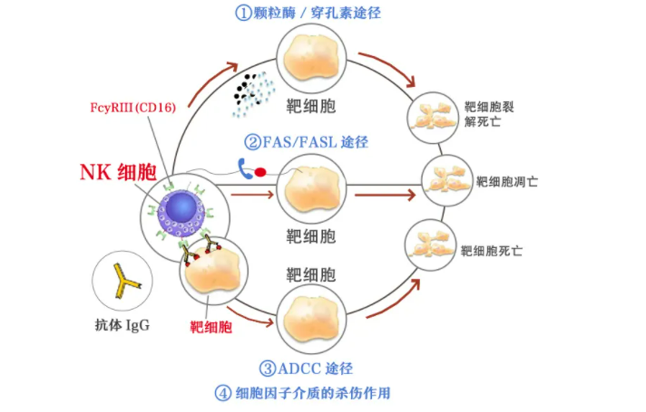 应对新冠病毒，NK细胞帮你度过难关