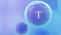 W88优德官网ActSep™CD3/CD28分选激活磁珠加速国产替代