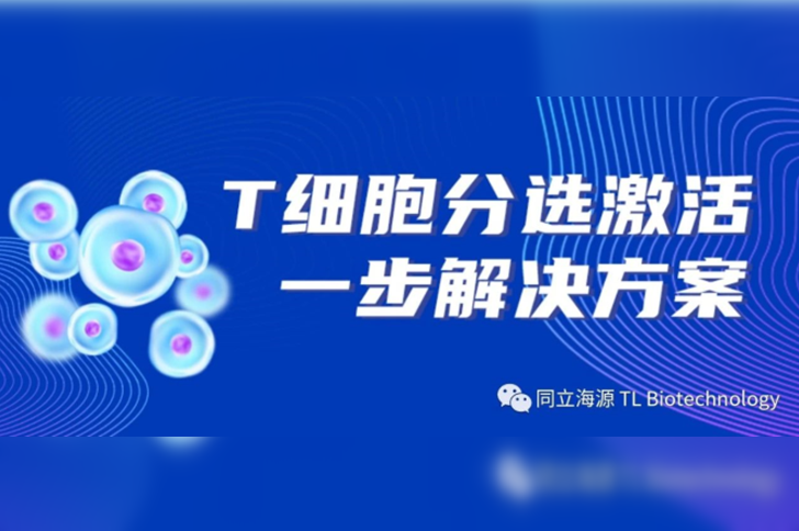 T细胞分选激活一步到位